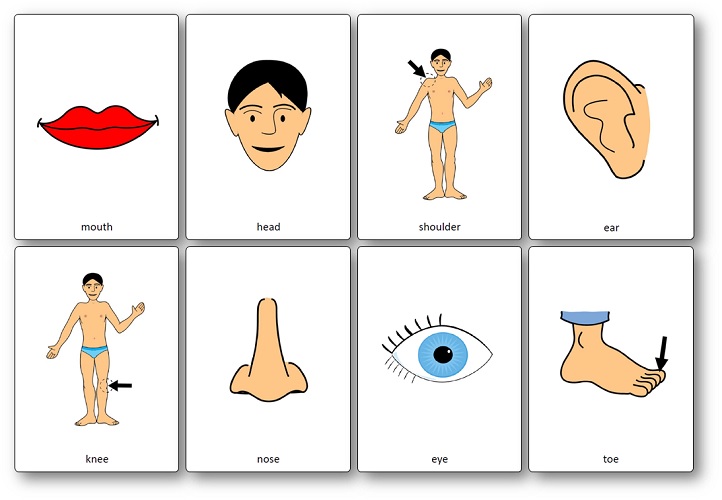 Flashcards Head, Shoulders, Knees and Toes 