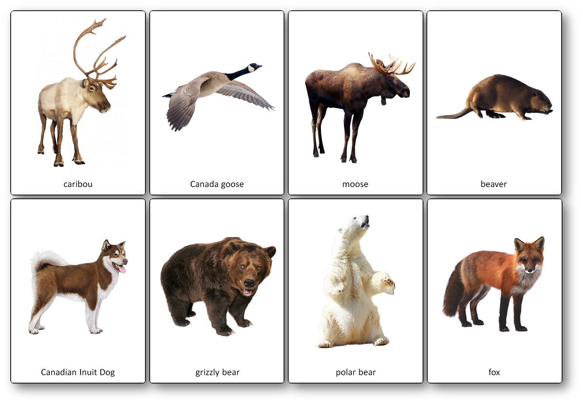 flachcards animaux emblêmes Canada